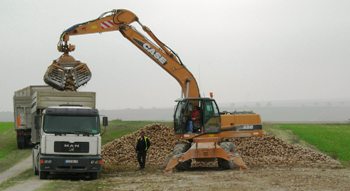 Sugar beet loading.jpg